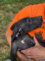 Judy Hobbs, a female Great Dane for sale in Shelby, NC – 1 of 6