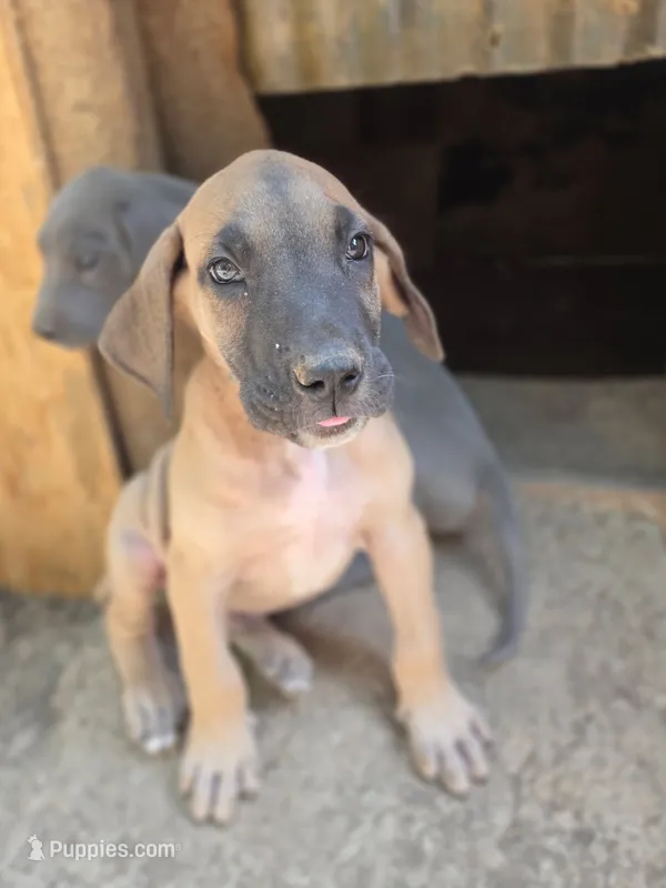Faline – Great Dane puppy for sale in Shelby, NC