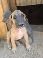 Faline, a female Great Dane for sale in Shelby, NC – 1 of 5