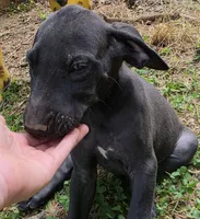 Judy Hobbs, a female Great Dane for sale in Shelby, NC – 3 of 6