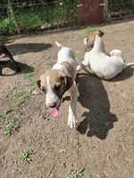 Tinker bell , a female Great Dane for sale in Shelby, NC – 5 of 9