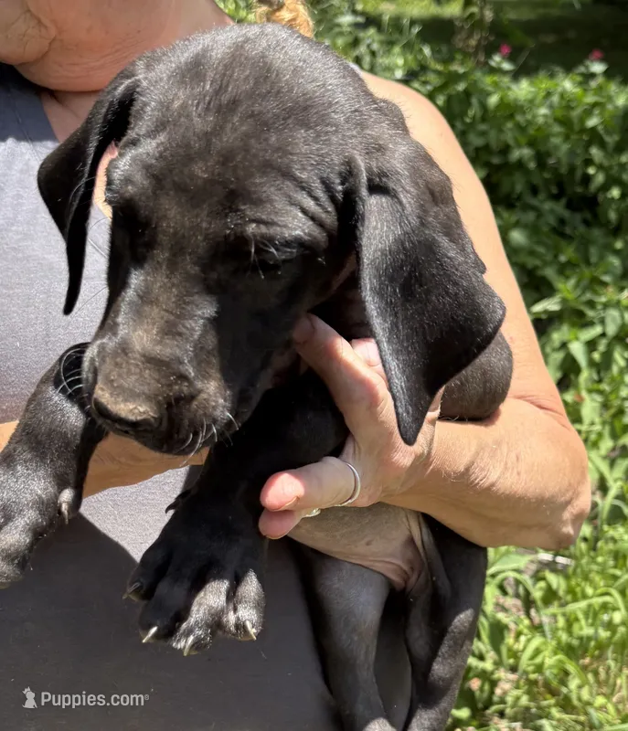 Olaf – Great Dane puppy for sale in Shelby, NC