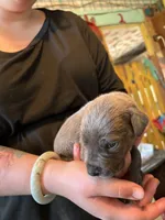 Elisa, a female Great Dane for sale in Shelby, NC – 3 of 3