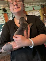 Olaf, a male Great Dane for sale in Shelby, NC – 2 of 2