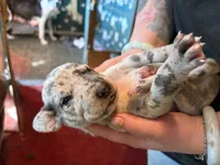 Perdita, a female Great Dane for sale in Shelby, NC – 1 of 2