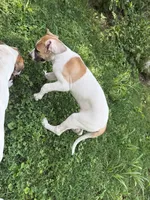 Tinker bell , a female Great Dane for sale in Shelby, NC – 5 of 8
