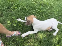 Wendy, a female Great Dane for sale in Shelby, NC – 3 of 9