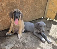 Olaf, a male Great Dane for sale in Shelby, NC – 3 of 7