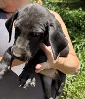 Judy Hobbs, a female Great Dane for sale in Shelby, NC – 1 of 3