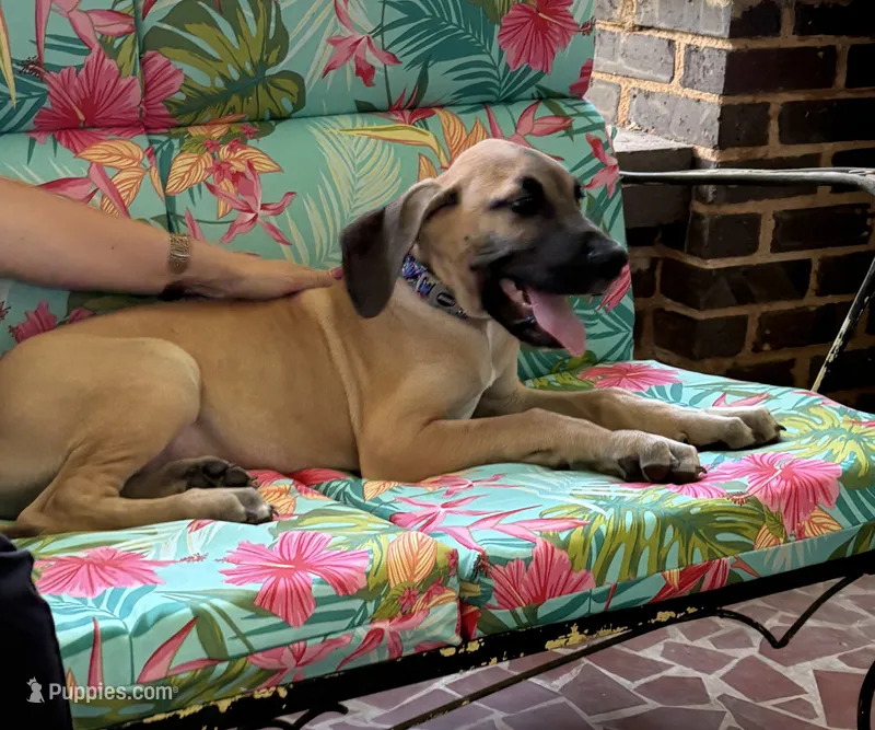 Peter Pan – Great Dane puppy for sale in Shelby, NC