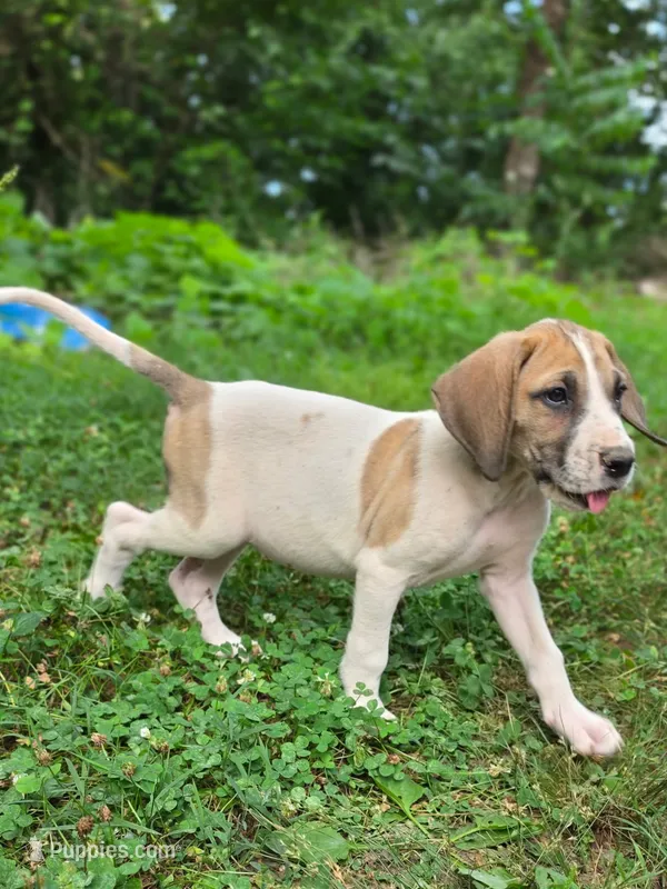 Tinker bell  – Great Dane puppy for sale in Shelby, NC