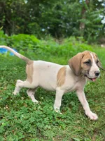 Tinker bell , a female Great Dane for sale in Shelby, NC – 1 of 9