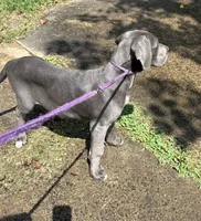 Elisa, a female Great Dane for sale in Shelby, NC – 2 of 8