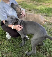Cub, a male Great Dane for sale in Shelby, NC – 4 of 7