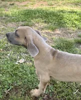 Cub, a male Great Dane for sale in Shelby, NC – 2 of 7