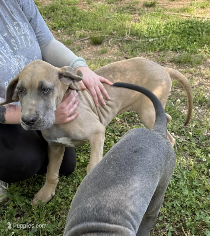 Cub – Great Dane puppy for sale in Shelby, NC