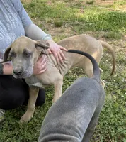Cub, a male Great Dane for sale in Shelby, NC – 1 of 7