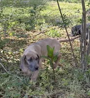 Cub, a male Great Dane for sale in Shelby, NC – 3 of 7