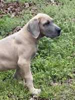 Cub, a male Great Dane for sale in Shelby, NC – Photo 3 of 3