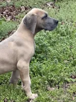 Cub, a male Great Dane for sale in Shelby, NC – Photo 2 of 3