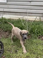 Cub, a male Great Dane for sale in Shelby, NC – Photo 1 of 3
