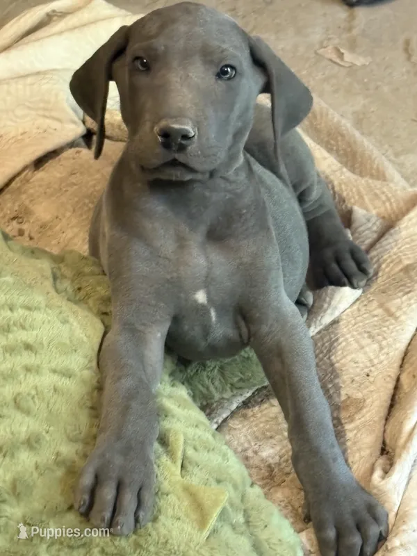 Olaf – Great Dane puppy for sale in Shelby, NC