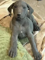 Olaf, a male Great Dane for sale in Shelby, NC – 1 of 7