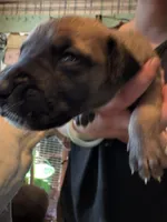 Peter Pan, a male Great Dane for sale in Shelby, NC – 2 of 3