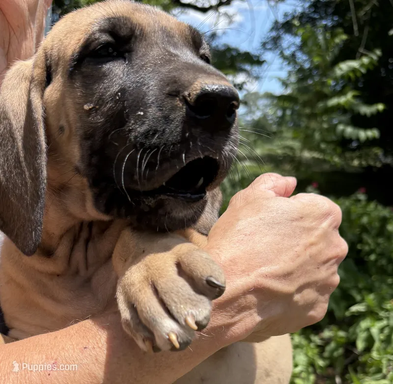 Peter Pan – Great Dane puppy for sale in Shelby, NC