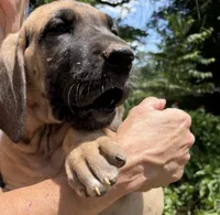 Peter Pan, a male Great Dane for sale in Shelby, NC – 2 of 9