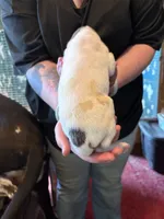 Wendy, a female Great Dane for sale in Shelby, NC – 3 of 4
