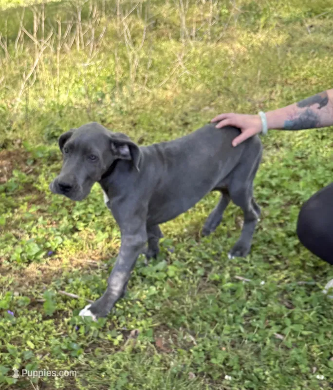 Piglet – Great Dane puppy for sale in Shelby, NC