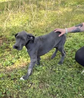 Piglet, a male Great Dane for sale in Shelby, NC – 1 of 6