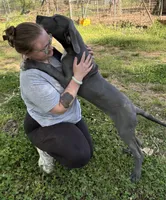 Piglet, a male Great Dane for sale in Shelby, NC – 5 of 6