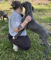 Piglet, a male Great Dane for sale in Shelby, NC – 3 of 6