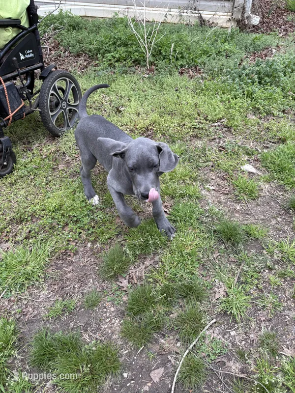 Piglet – Great Dane puppy for sale in Shelby, NC