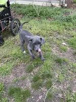 Piglet, a male Great Dane for sale in Shelby, NC – 6 of 6