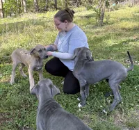 Piglet, a male Great Dane for sale in Shelby, NC – 4 of 6