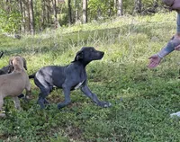 Piglet, a male Great Dane for sale in Shelby, NC – 2 of 6