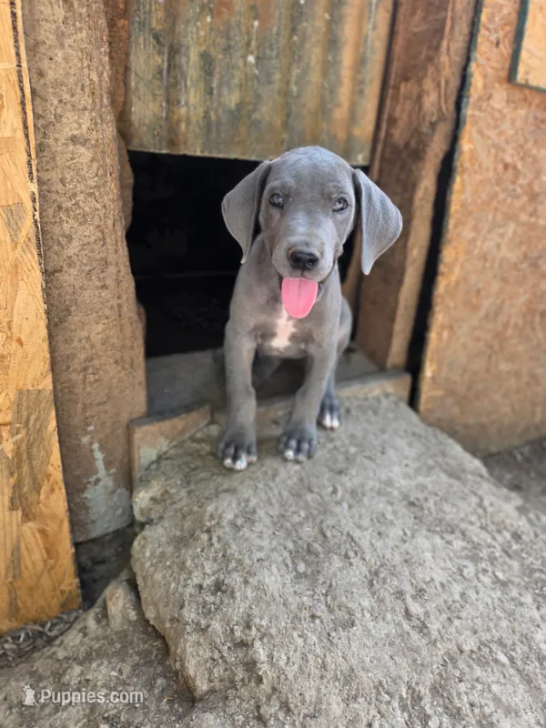 Elisa – Great Dane puppy for sale in Shelby, NC