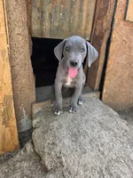 Elisa, a female Great Dane for sale in Shelby, NC – 1 of 7