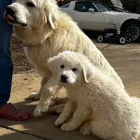 Great Pyrenees, a male Great Pyrenees for sale in Harrodsburg, KY – Photo 7 of 8