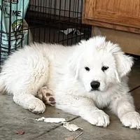 Great Pyrenees, a male Great Pyrenees for sale in Harrodsburg, KY – Photo 1 of 8