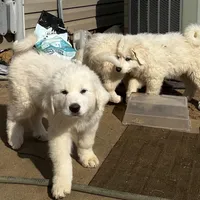 Great Pyrenees, a male Great Pyrenees for sale in Harrodsburg, KY – Photo 8 of 8