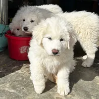Great Pyrenees, a male Great Pyrenees for sale in Harrodsburg, KY – Photo 3 of 8