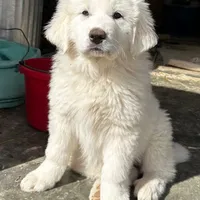 Great Pyrenees, a male Great Pyrenees for sale in Harrodsburg, KY – Photo 2 of 8