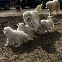 Great Pyrenees, a male Great Pyrenees for sale in Harrodsburg, KY – Photo 5 of 8