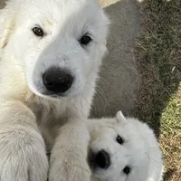Great Pyrenees, a male Great Pyrenees for sale in Harrodsburg, KY – Photo 6 of 8