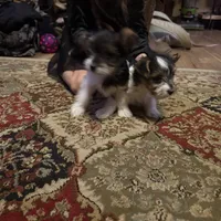 Parti girl 2, a female Yorkshire Terrier for sale in Elkhorn City, KY – Photo 9 of 10