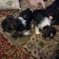 Parti girl 2, a female Yorkshire Terrier for sale in Elkhorn City, KY – Photo 8 of 10